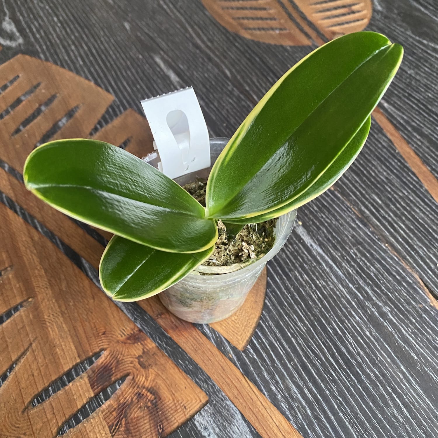 Phalaenopsis Sogo Vieker 'Golden Monkey' (Variegated Leaves)