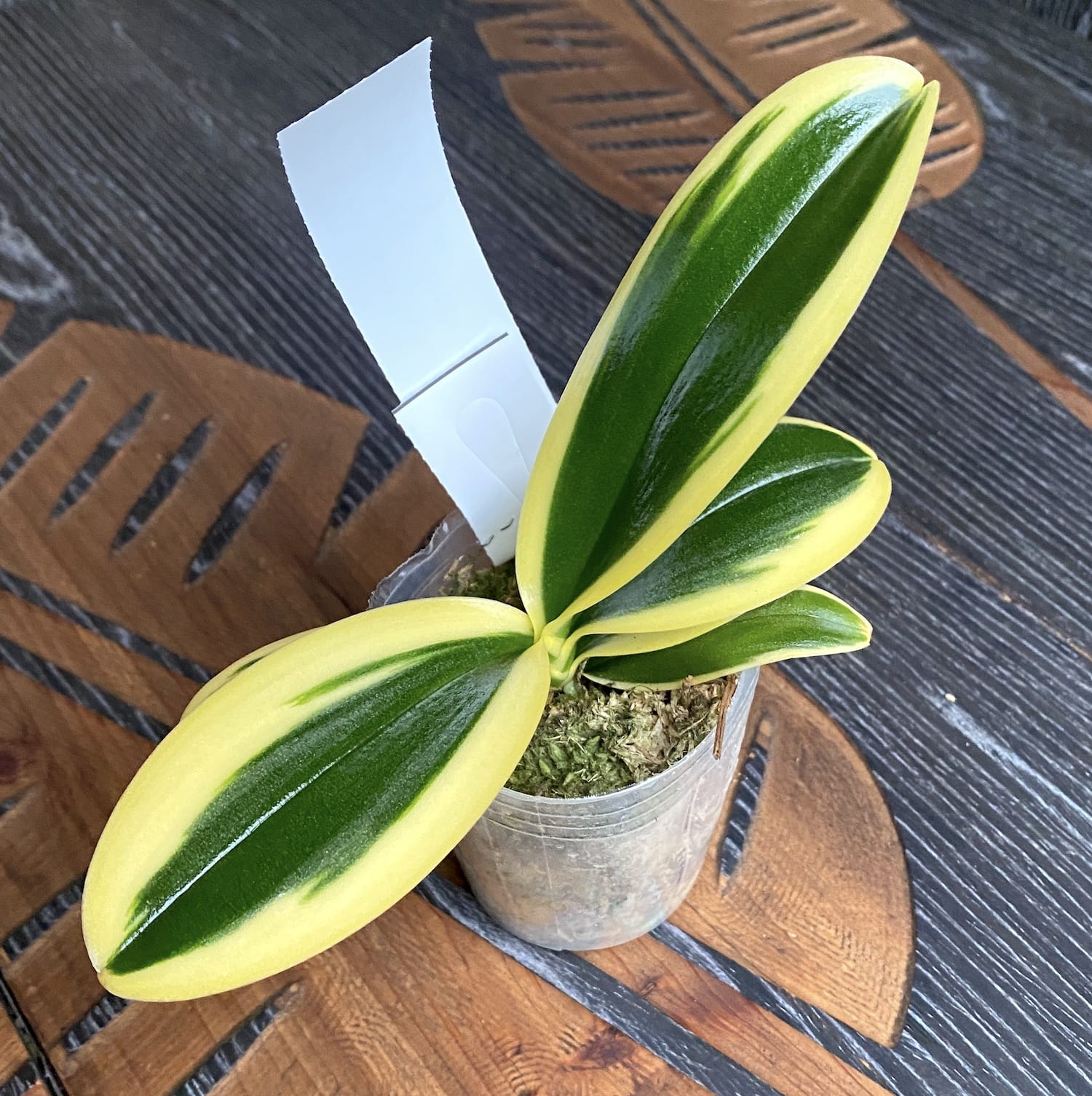 Phalaenopsis Sogo Vivien 'SOGO F858' (super variegata)