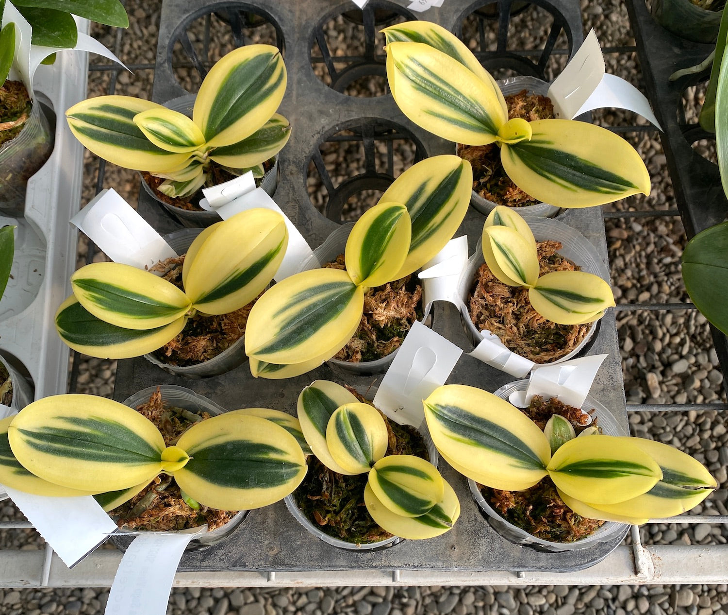 Phalaenopsis Sogo Vivien 'SOGO F858' (super variegatura)