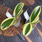 Phalaenopsis Sogo Vivien 'SOGO F858' (super variegata)