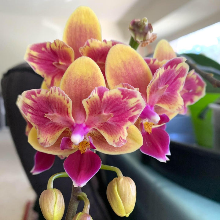 Phalaenopsis Sogo Yellowtris (peloric)