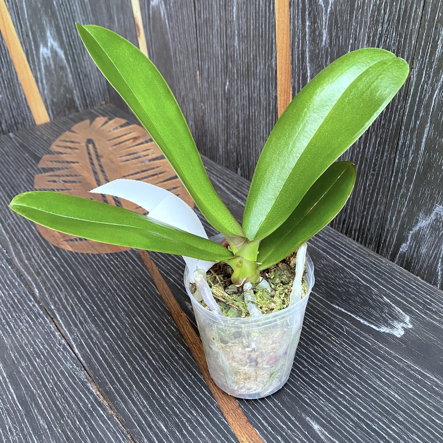 Phalaenopsis Sogo Yukidian 'V3' (pelorisch)