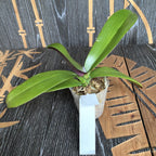 Phalaenopsis Sogo Yumanta - květy XL!