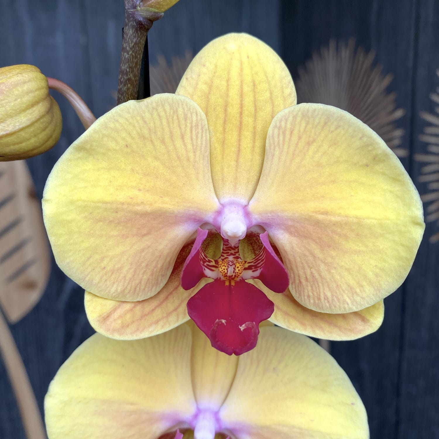 Phalaenopsis Or Solide
