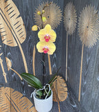 Phalaenopsis Oro Sólido