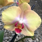 Phalaenopsis Sterre