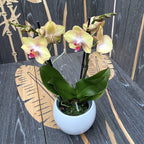 Phalaenopsis Sterre