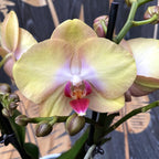 Phalaenopsis Sterre