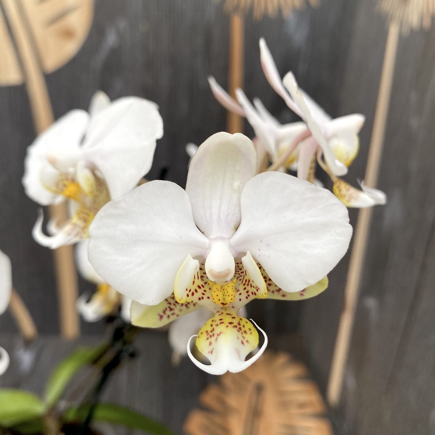 Phalaenopsis stuartiana – Secret Garden Plant Shop