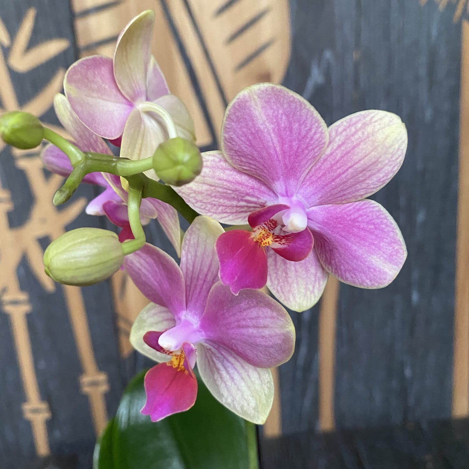Phalaenopsis Summersong