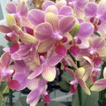 Phalaenopsis Summersong