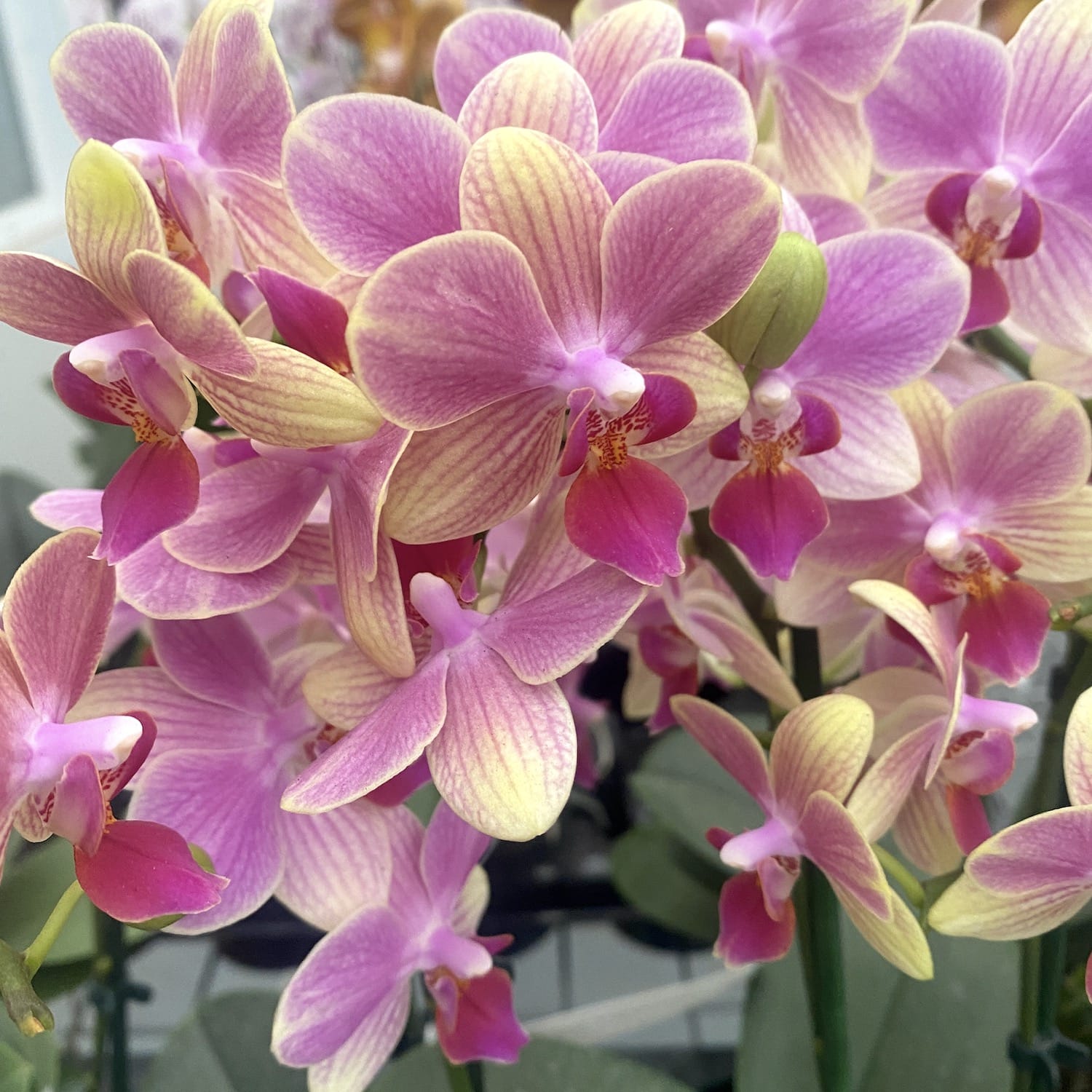 Phalaenopsis Summersong