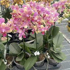 Phalaenopsis Summersong