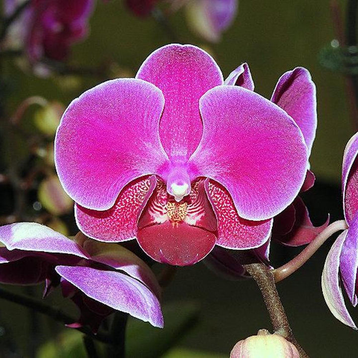 Phalaenopsis Sun Jye Diamond (variegata)