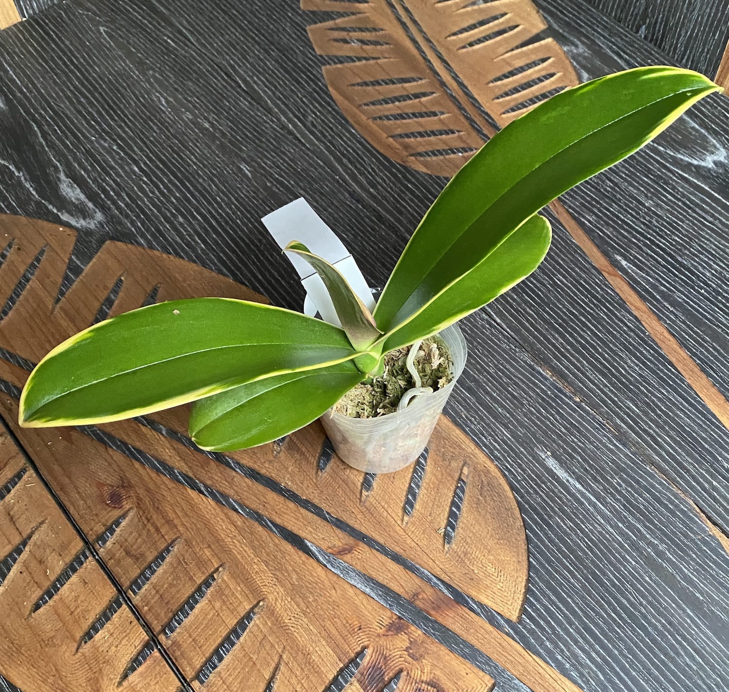 Phalaenopsis Sun Jye Diamond (variegata) - panašované listy