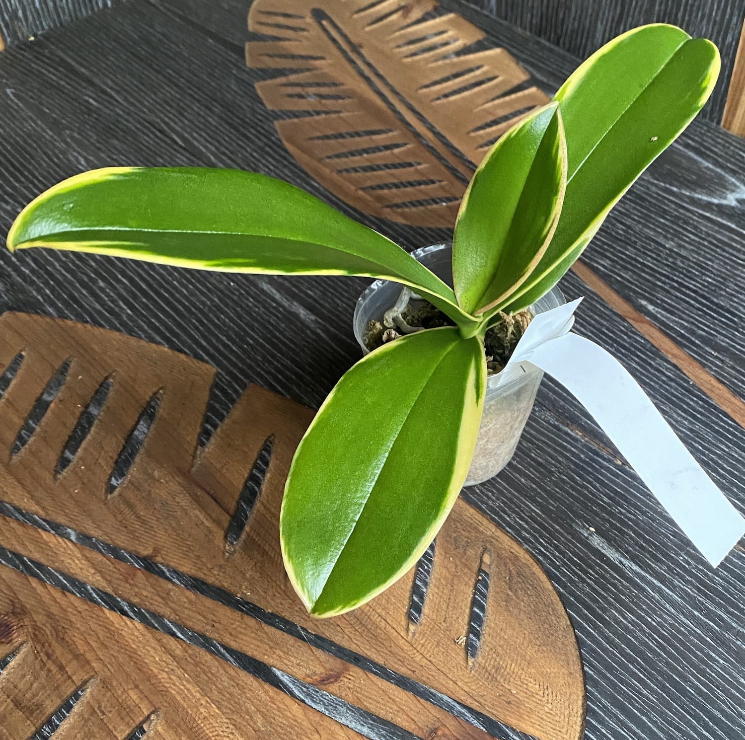 Phalaenopsis Sun Jye Diamond (variegata) - panašované listy