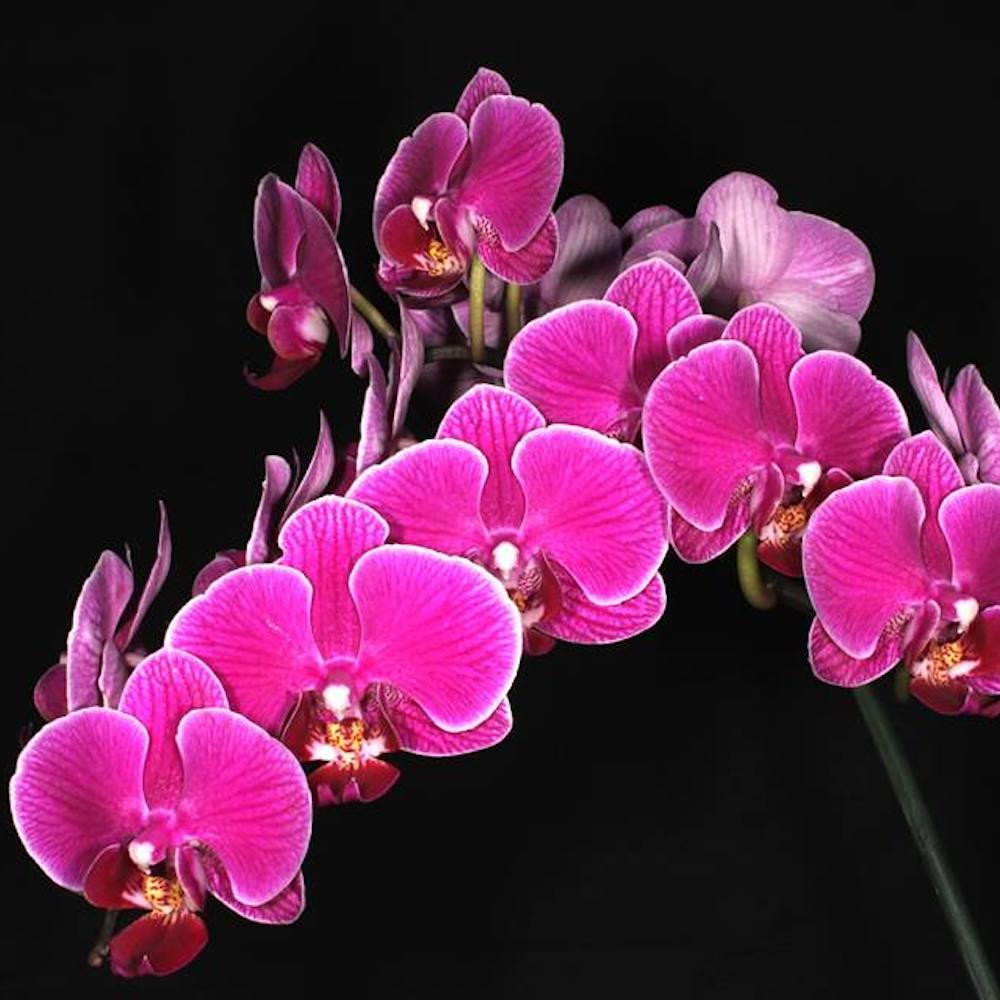 Phalaenopsis Sun Jye Diamond (variegata)