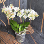 Phalaenopsis Cherche-Soleil