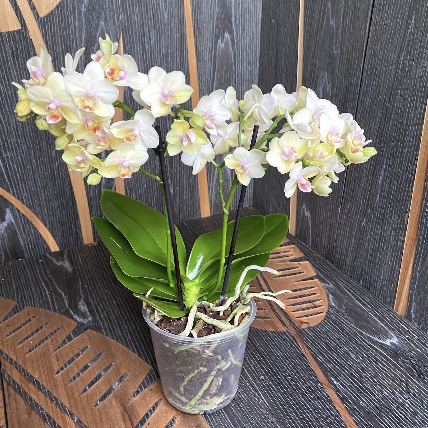 Phalaenopsis Sun Seeker