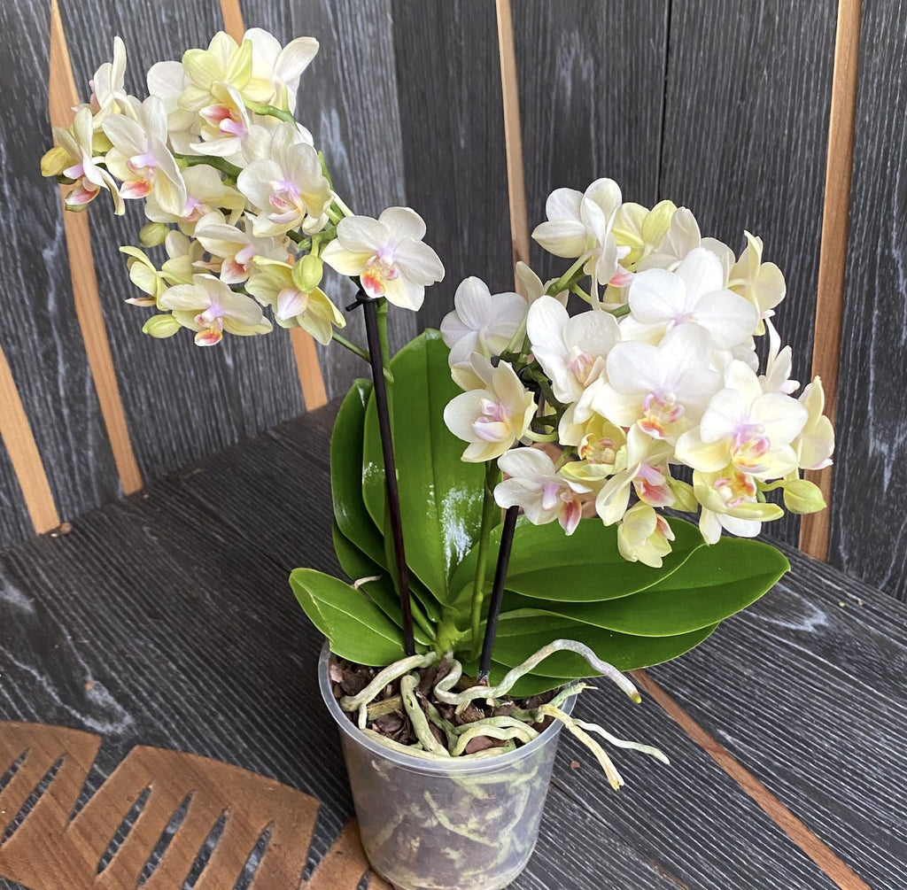 Phalaenopsis Sun Seeker