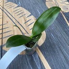 Phalaenopsis Sunrise Red Peoker × Sogo Lawrence