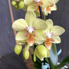 Phalaenopsis Sunshine