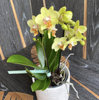 Phalaenopsis Sunshine