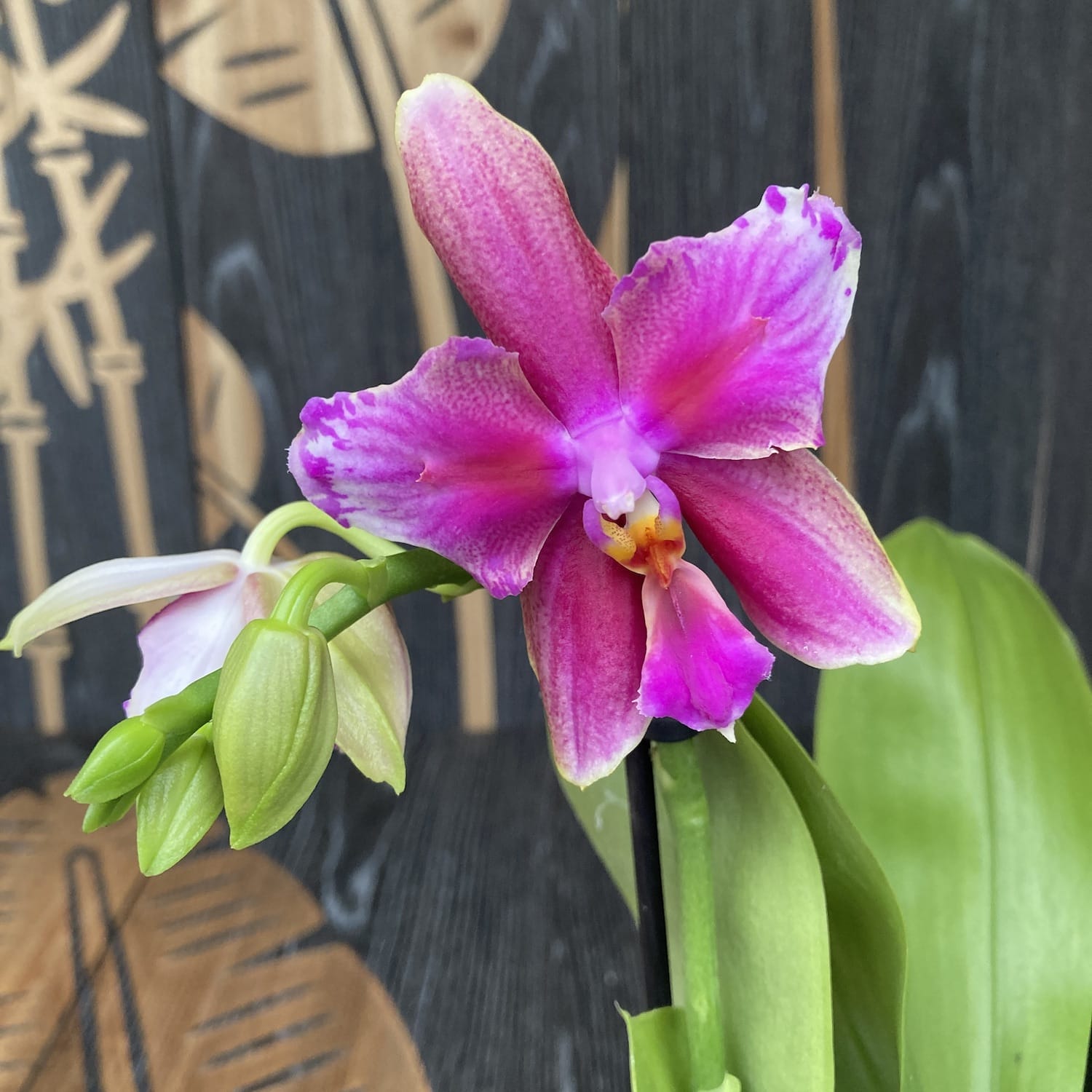 Phalaenopsis Sweet Memory Liodoro pelorica (senza fiori)