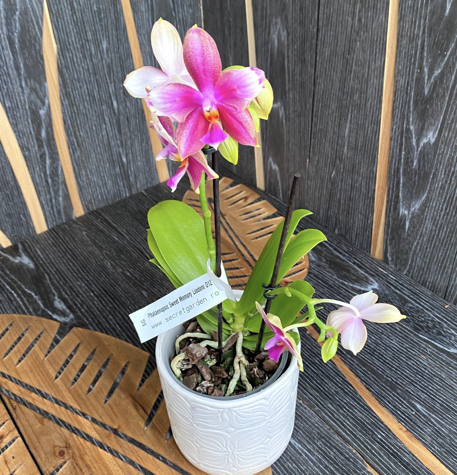 Phalaenopsis Sweet Memory Liodoro pelorica (senza fiori)