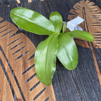 Phalaenopsis Tabasco Tex *parfumata