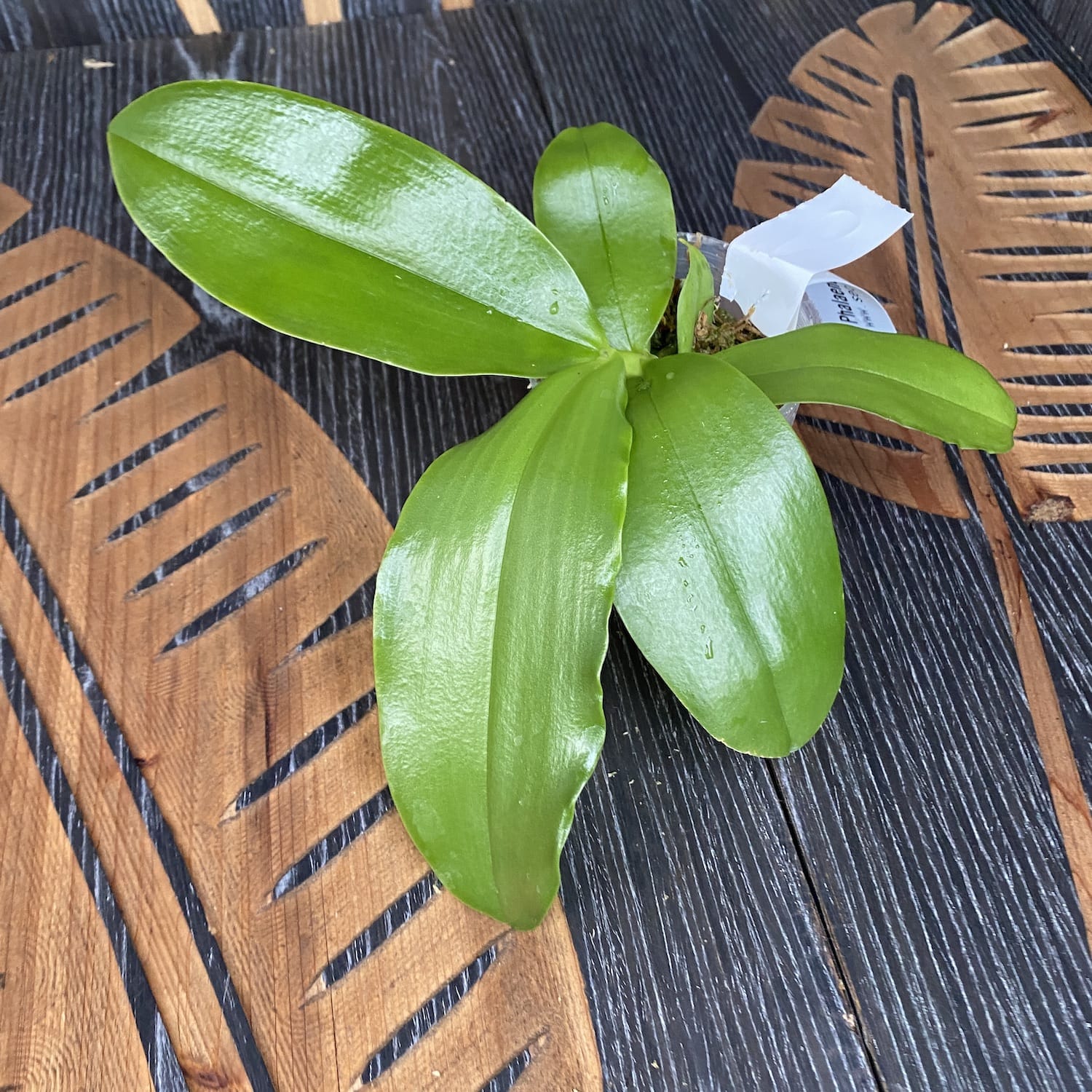 Phalaenopsis Tabasco Tex *parfumata