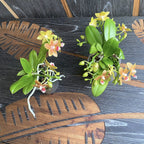 Phalaenopsis Stolné Majstrovské Dielo D9 * voňavá