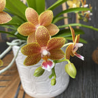 Phalaenopsis Stolné Majstrovské Dielo D9 * voňavá