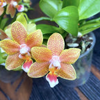 Phalaenopsis Stolné Majstrovské Dielo D9 * voňavá