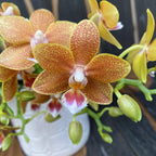 Phalaenopsis Stolné Majstrovské Dielo D9 * voňavá