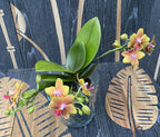 Phalaenopsis I-Hsin Claude (Table Naranja) * voňavé kvety
