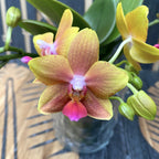 Phalaenopsis I-Hsin Claude (Table Naranja) * voňavé kvety