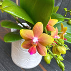 Phalaenopsis I-Hsin Claude (Table Naranja) * voňavé kvety