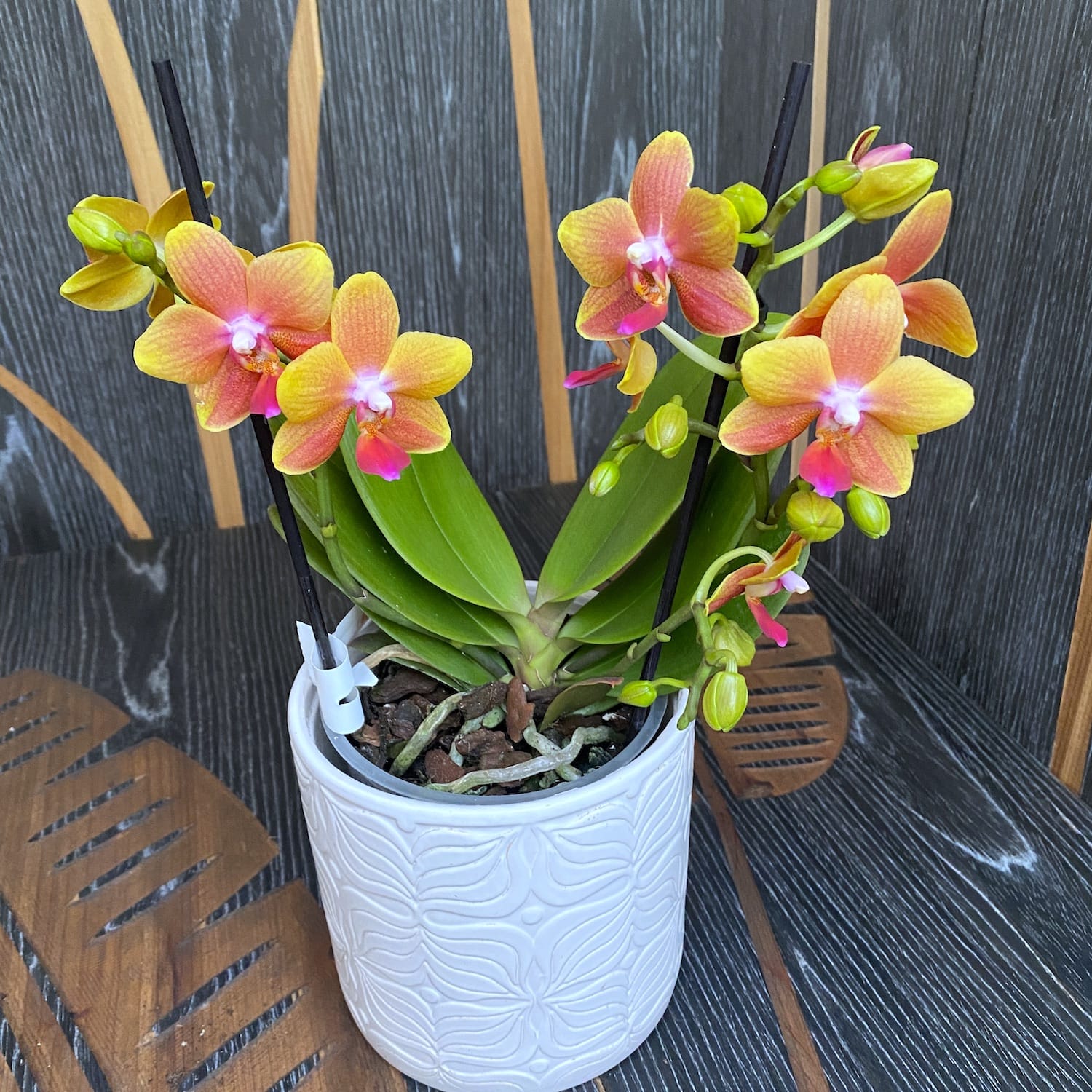 Phalaenopsis I-Hsin Claude (Table Naranja) * flori parfumate