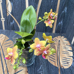 Phalaenopsis I-Hsin Claude (Table Naranja) * voňavé kvety