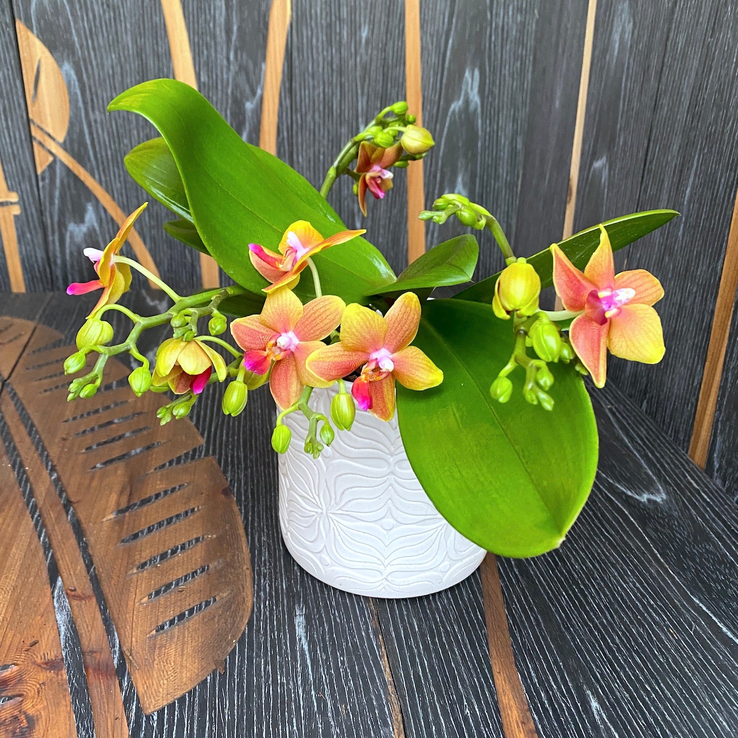 Phalaenopsis I-Hsin Claude (Table Naranja) * fiori profumati