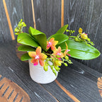 Phalaenopsis I-Hsin Claude (Table Naranja) * voňavé kvety