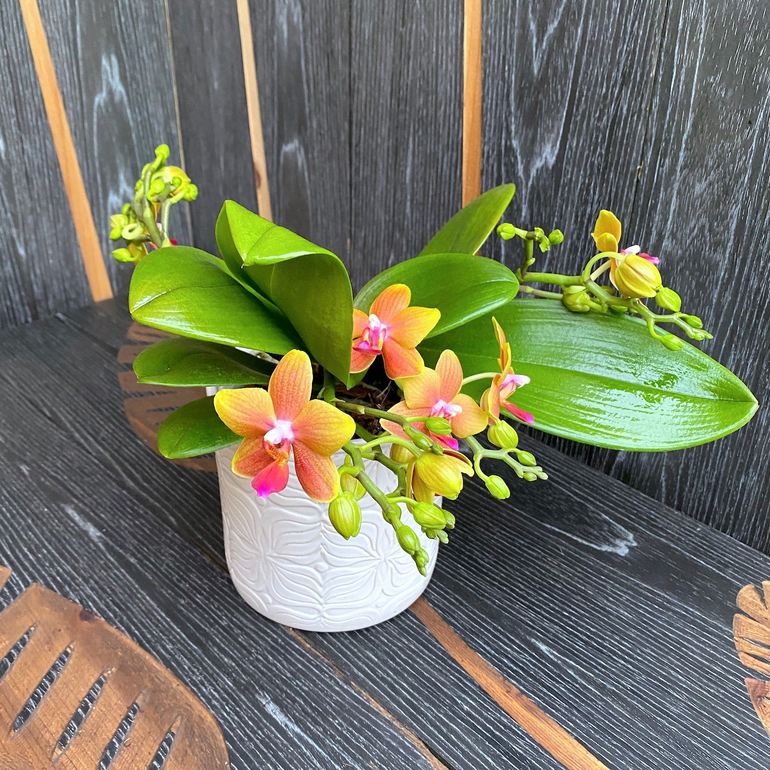 Phalaenopsis I-Hsin Claude (Table Naranja) * flori parfumate