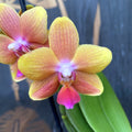 Phalaenopsis I-Hsin Claude (Table Naranja) * voňavé kvety