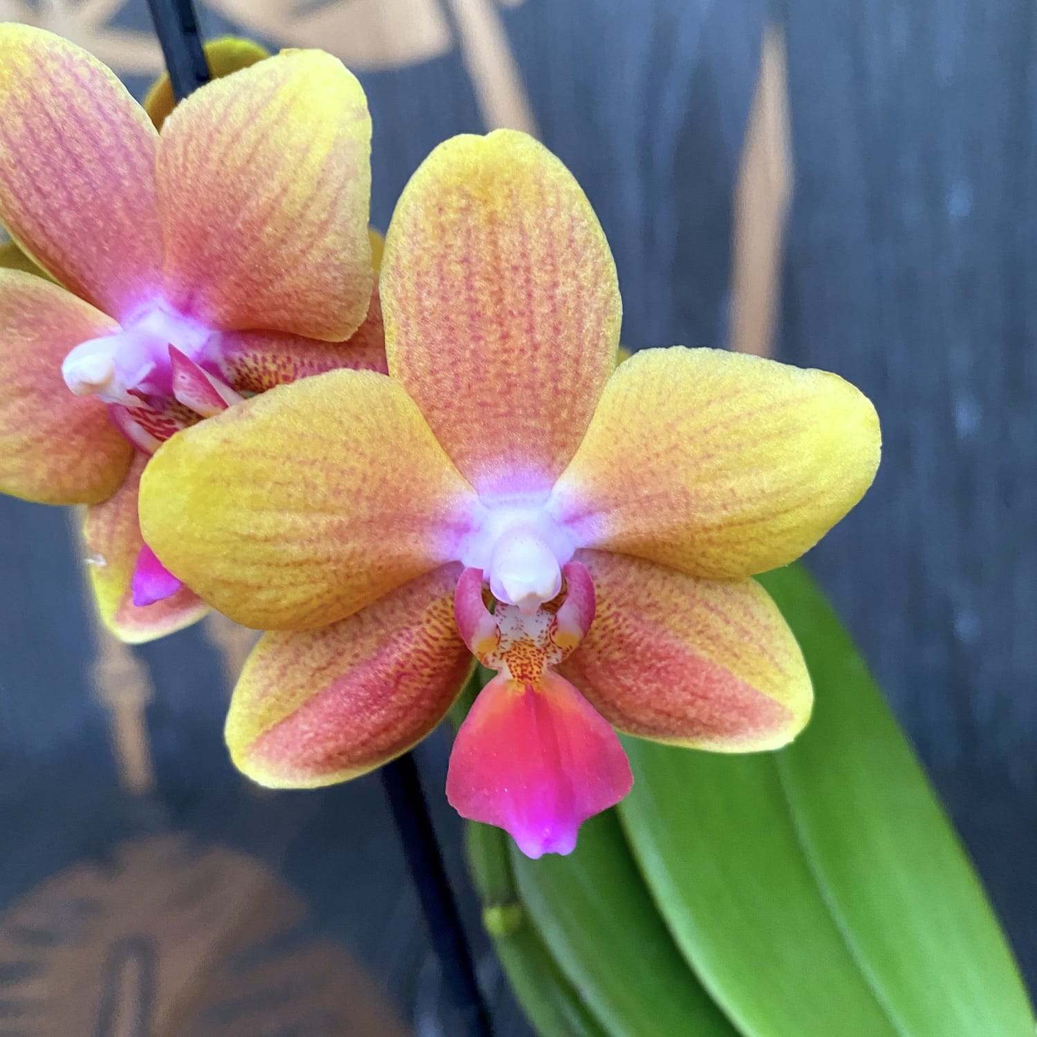 Phalaenopsis I-Hsin Claude (Table Naranja) * fiori profumati