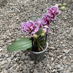 Phalaenopsis Taida Little Zebra fleurs peloriques