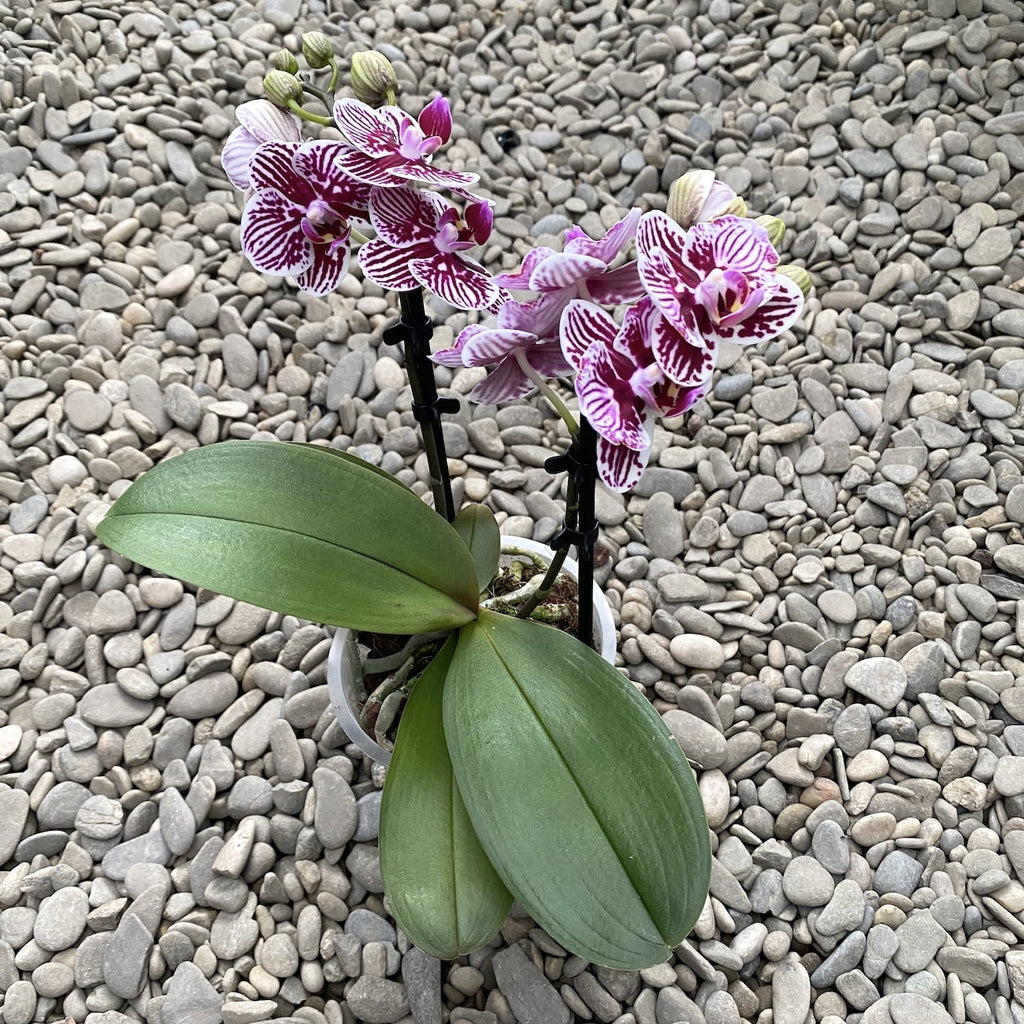 Phalaenopsis Taida Little Zebra fiori pelorici