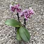 Phalaenopsis Taida Little Zebra fleurs peloriques