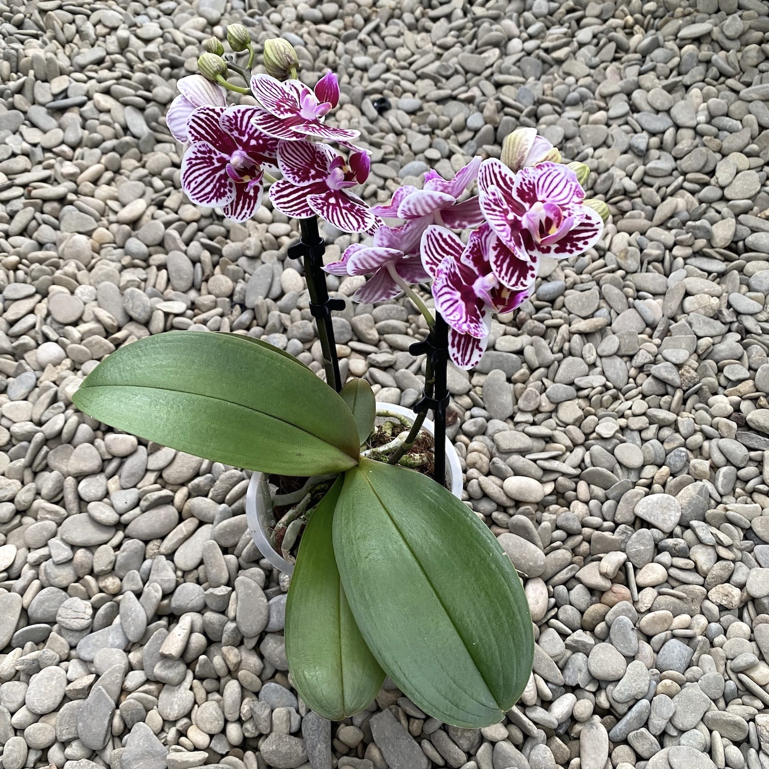 Phalaenopsis Taida Little Zebra fleurs peloriques