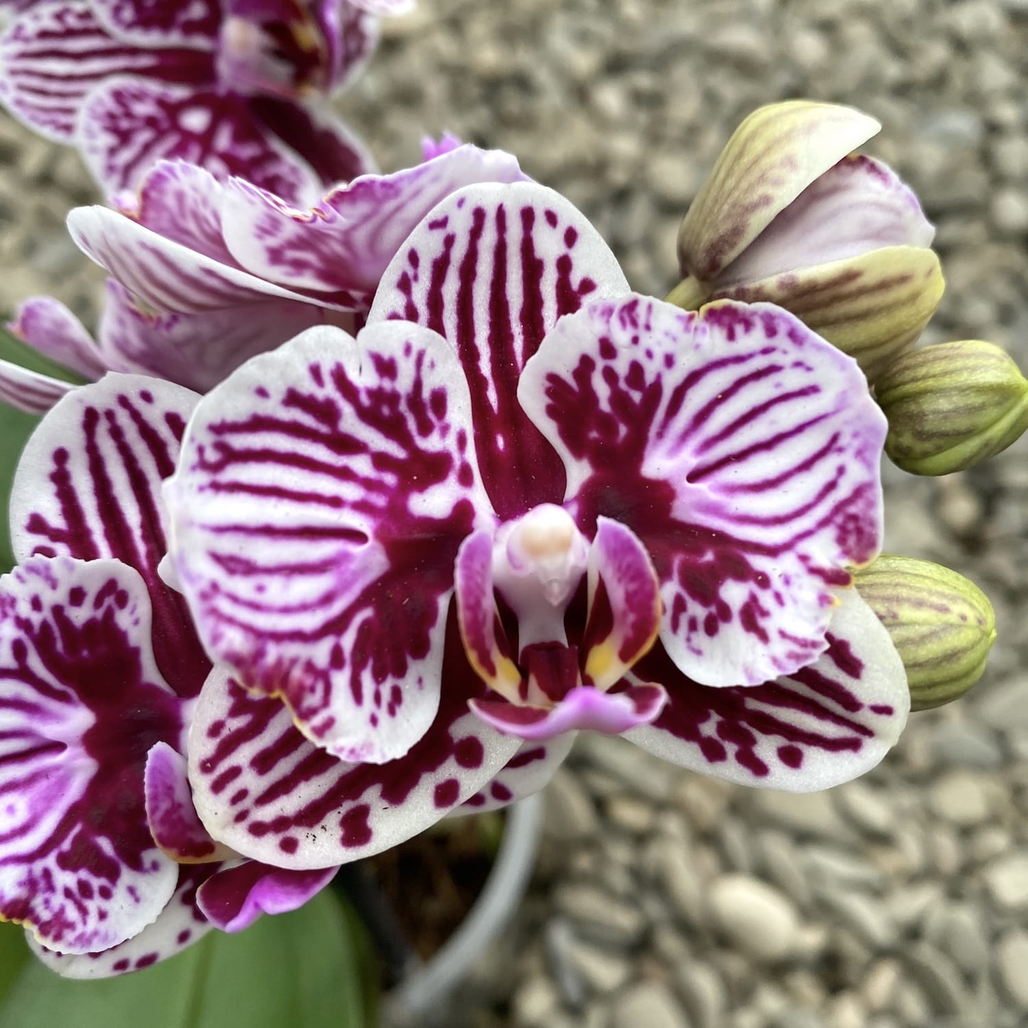 Phalaenopsis Taida Little Zebra pelorische Blüten